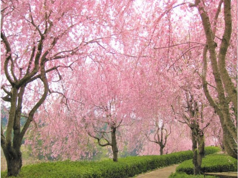 牛久大仏花の浄土庭園と常陸風土記の丘の枝垂れ桜～レストランローズファームハウスの地産地消ランチを楽しむ～バスツアー【029029‐1056】の紹介画像