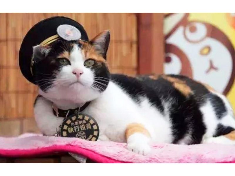 SALE! [Day trip/Pick-up from city hotels] Nanki Shirahama Onsen/Popular cat stationmaster--Kishi Station/Senjojikiの紹介画像