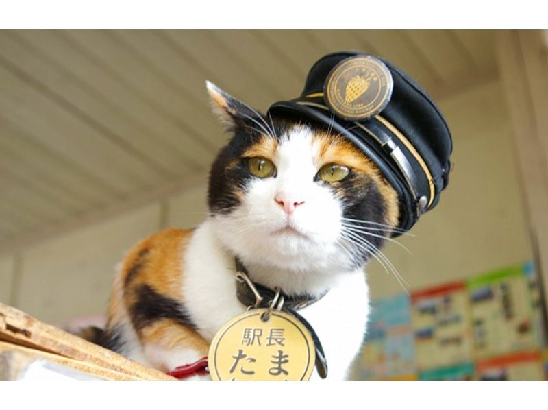 [Day trip/Pick-up from city hotels] Nanki Shirahama Onsen/Popular cat stationmaster -- Kishi Station/Senjojikiの紹介画像