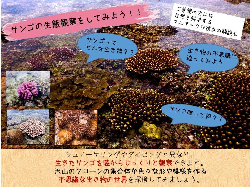 【沖縄・久米島】“幻の道”で行く！！無人島とサンゴ礁のトレッキングツアー［現地集合プラン］の紹介画像