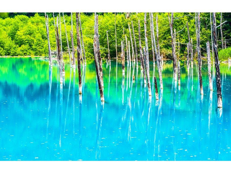 【一日游】北海道A路线：旭山动物园、青池、宁古鲁露台の紹介画像