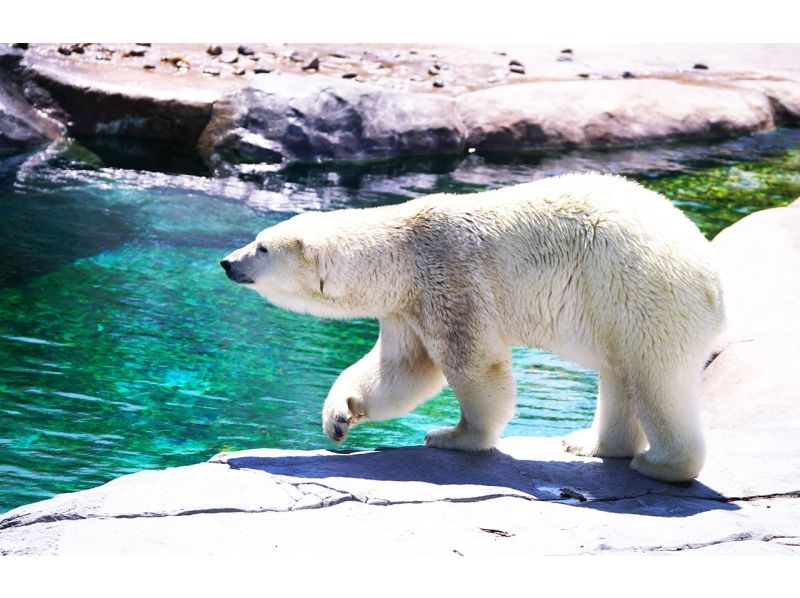 SALE！【日帰り】北海道Aコース：旭山動物園・青い池・ニングルテラスの紹介画像