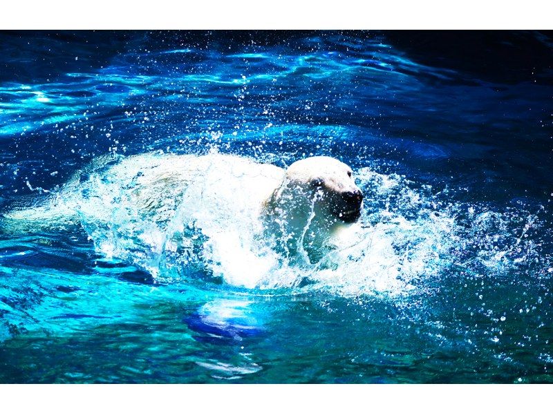 【一日遊】北海道A路線：旭山動物園、青池、寧古魯露台の紹介画像