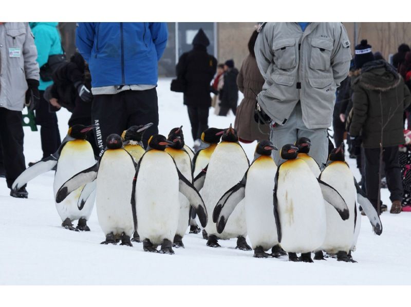 SALE！【日帰り】北海道Aコース：旭山動物園・青い池・ニングルテラスの紹介画像