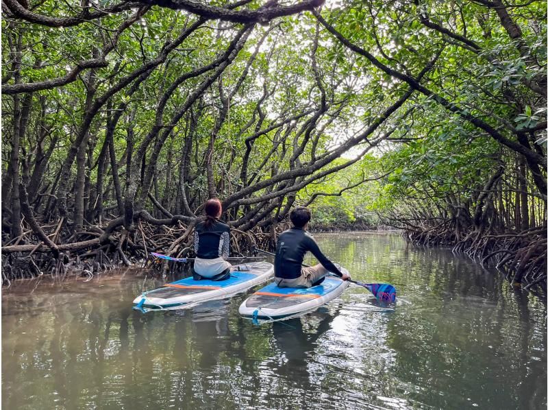 【石垣島マングローブSUP】吹通川のトンネルを探検｜木漏れ日・自然の音・生き物との出会い｜写真動画無料の紹介画像