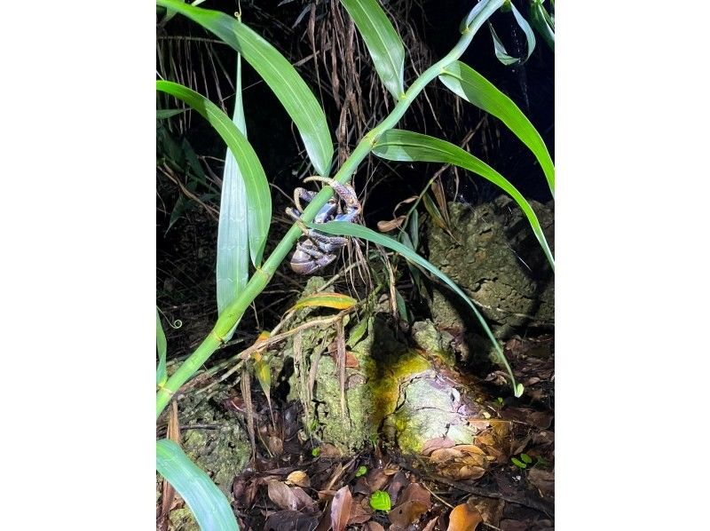 [Okinawa Miyakojima] High chance encounter coconut crabs! Jungle & Starry Night Tour with photo gift