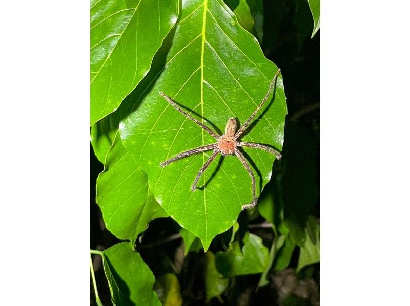 Miyakojima "High chance of encountering coconut crabs" Jungle & Starry Night Tour ★ Available on the day! All photos are given free of charge!の紹介画像