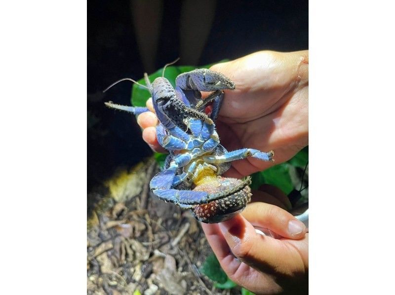 [Okinawa Miyakojima] High chance encounter coconut crabs! Jungle & Starry Night Tour with photo gift