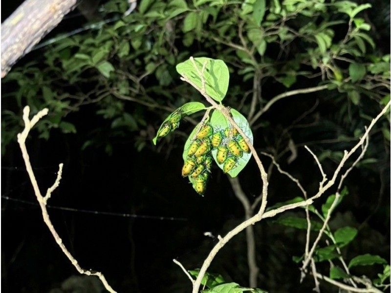 Miyakojima "High chance of encountering coconut crabs" Jungle & Starry Night Tour ★ Available on the day! All photos are given free of charge!の紹介画像