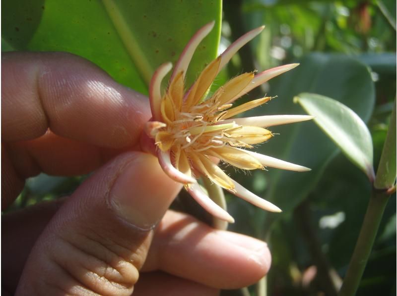 【沖縄・やんばる】三代目漁師が案内！川マングローブ カヌー半日コース （2時間）　更衣室（エアコン完備）ツアー中の写真をデータでプレゼントの紹介画像