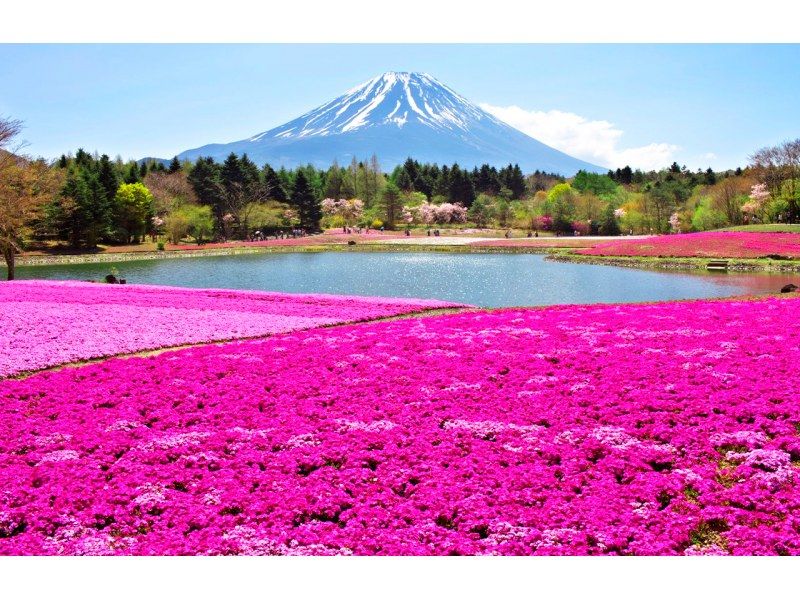 【我们是13人团队/市内酒店接送】富士山B路线：富士山、河口湖、山中湖、温泉の紹介画像