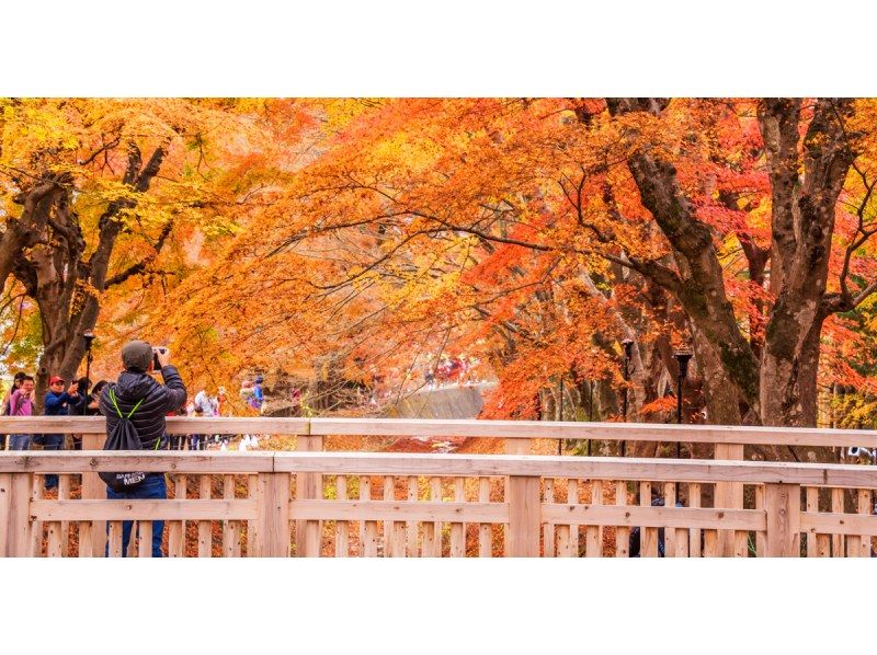 [13-person team; pick-up from city hotels] Day trip to Lake Kawaguchi from Tokyo (Mt. Fuji area, Arakurayama Sengen Park, Oishi Park, LAWSON)の紹介画像