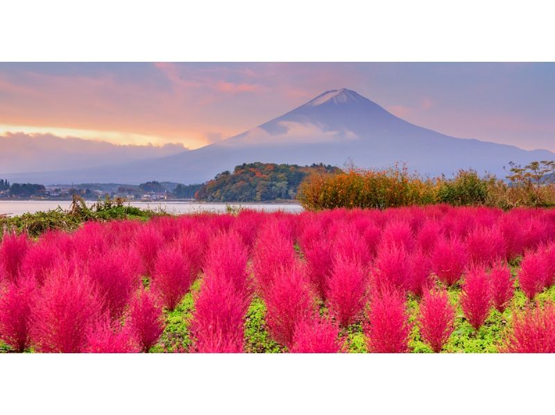 【我們是13人團隊/市內飯店接送/山中湖】東京出發！抹茶體驗一日遊（富士山、河口湖全景索道、忍野八海）の紹介画像