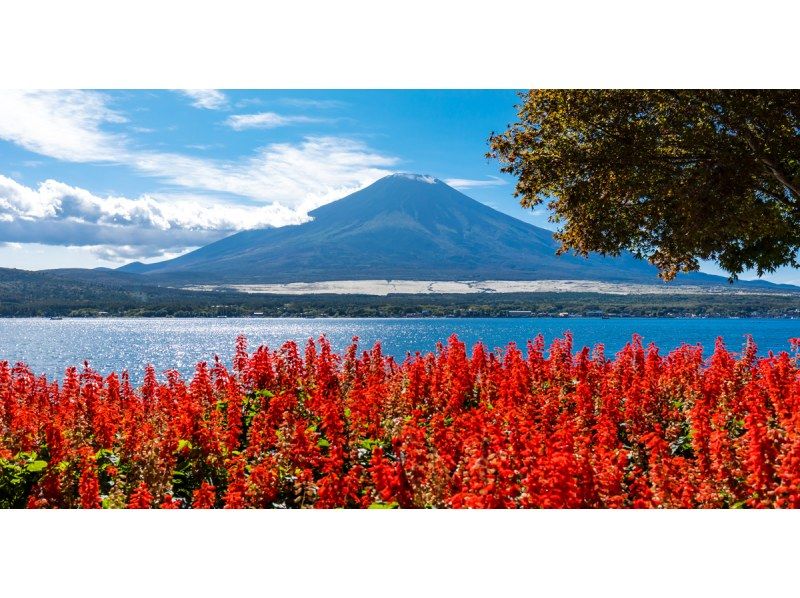 【13人のチームです/市内ホテルからの送迎です・山中湖】東京発！抹茶体験日帰りツアー（富士山、河口湖パノラマロープウェイ、忍野八海）の紹介画像