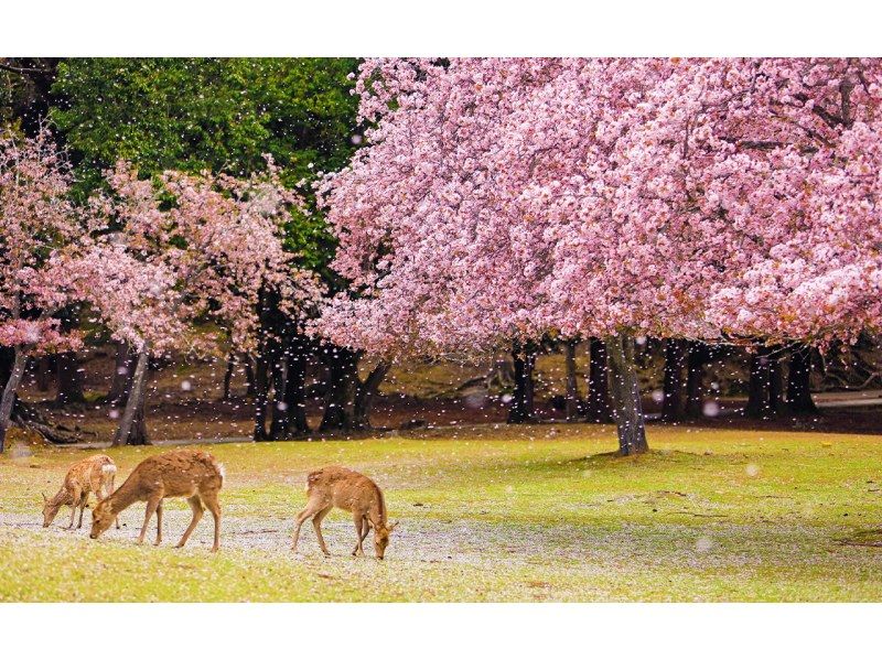 SALE! [13-person team/Pick-up from city hotels] Meet cute deers in Kyoto and Naraの紹介画像