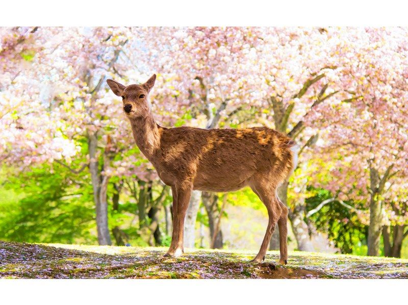 SALE! [13-person team/Pick-up from city hotels] Meet cute deers in Kyoto and Naraの紹介画像