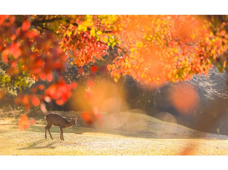 SALE! [13-person team/Pick-up from city hotels] Meet cute deers in Kyoto and Naraの紹介画像