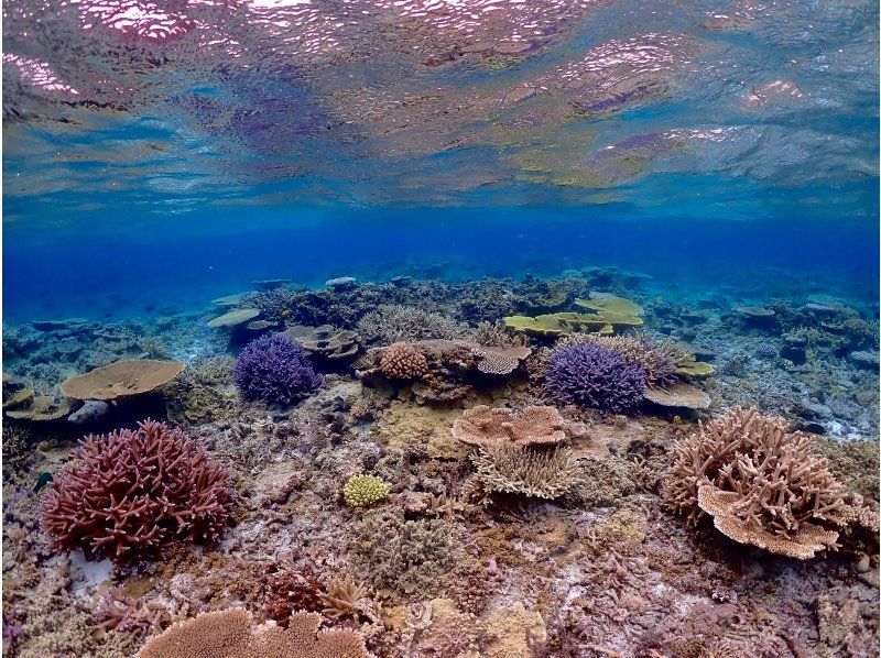 [Okinawa, Miyakojima] Yaeboshi Sessorkeling Tourの紹介画像