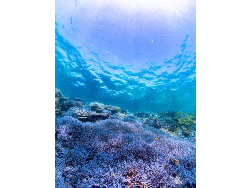 [Okinawa, Miyakojima] Yaeboshi Sessorkeling Tourの紹介画像