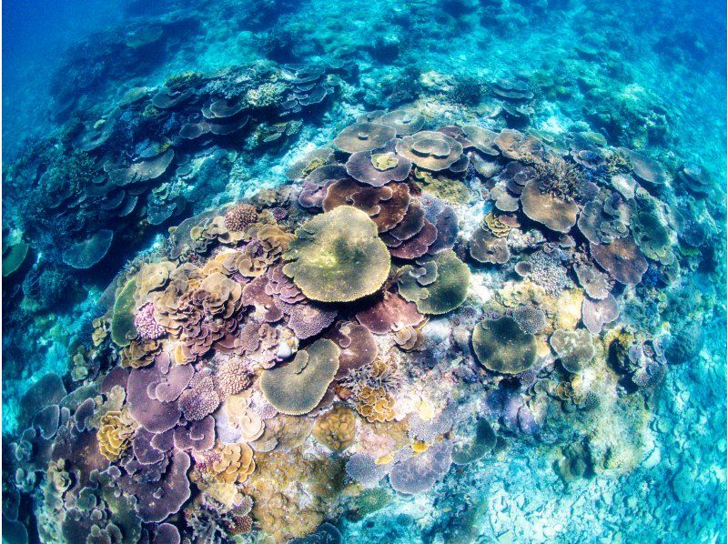 [Okinawa, Miyakojima] Yaeboshi Sessorkeling Tourの紹介画像