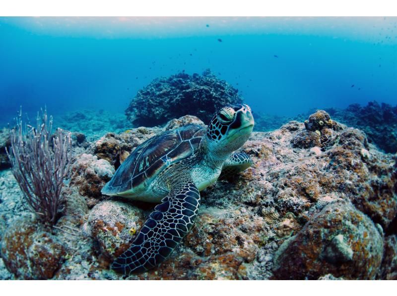 [Okinawa, Ishigaki Island] Quick and easy diving experience ♪の紹介画像