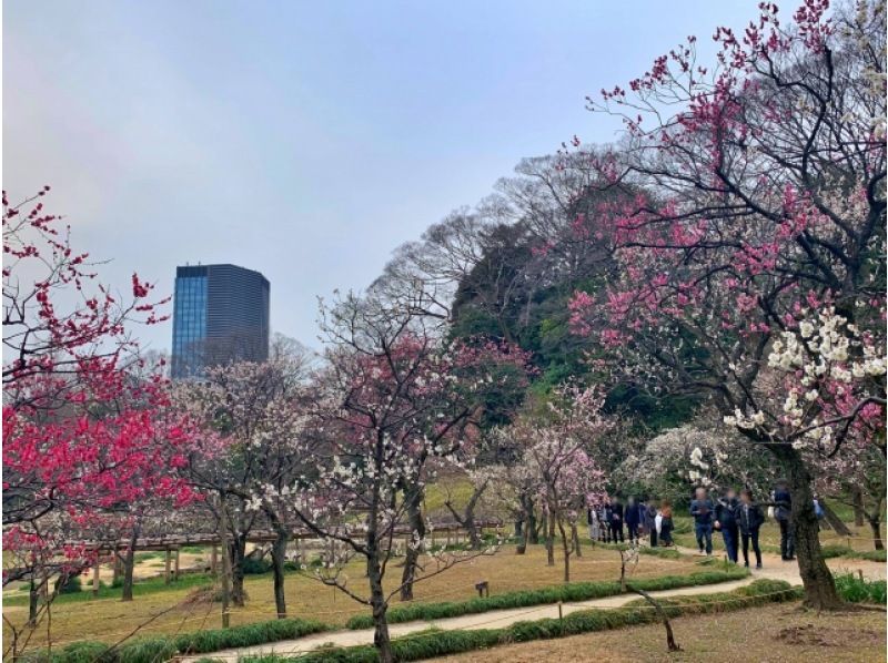 べらぼう 江戸たいとう 大河ドラマ館＆江戸大名庭園梅菜の花観賞バスツアー～アジュール竹芝でお食事～【029029-1066】の紹介画像