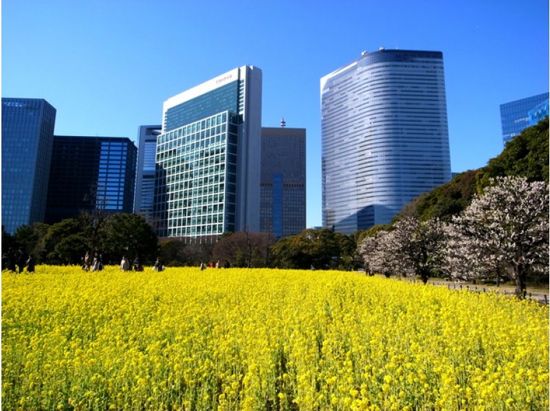 河津桜・梅・菜の花　都内で楽しむ3つの花めぐり＆築地場外市場お買い物バスツアー　～まい泉のカツサンド付～【029029‐1086】の紹介画像