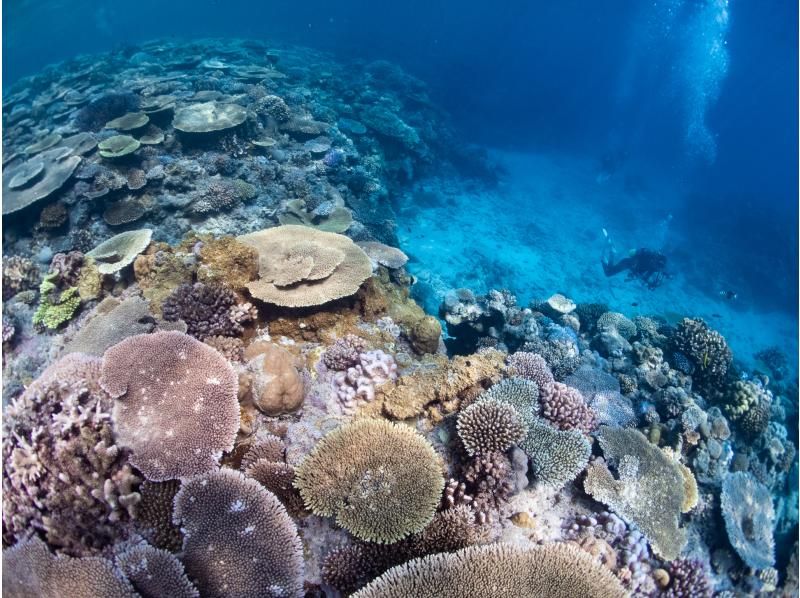 【沖縄・ゴリラチョップ】初心者OK！体験ダイビングコース☆撮影データ無料プレゼント☆広がるサンゴ礁と美しい白浜の海へＧＯ！！の紹介画像