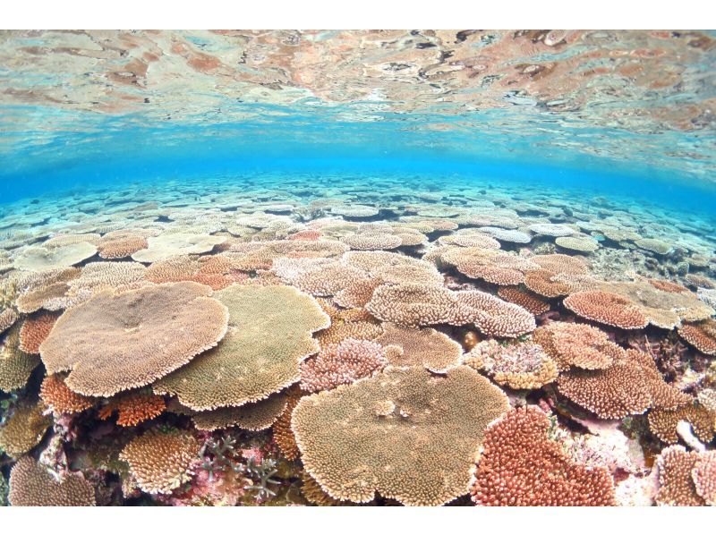 春の特別割引きプラン！【沖縄・石垣島】はじめてでも安心♪ 体験ダイビング1日コースの紹介画像