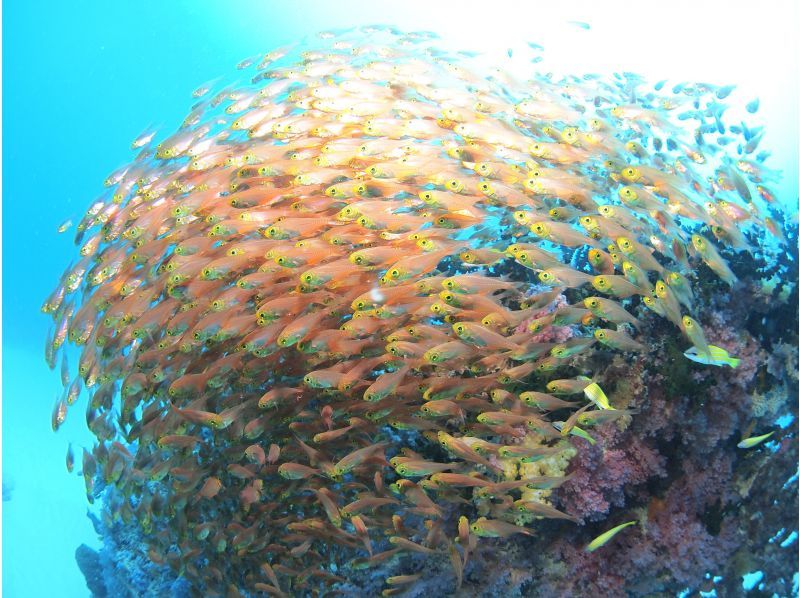 Summer vacation special price! [Okinawa, Ishigaki Island] ★Free equipment rental★ Fun diving Let's go meet the popular people in the beautiful sea ♪ FUN Diving (Boat)の紹介画像