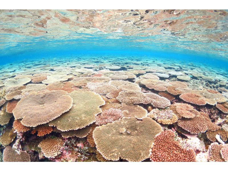 [Okinawa, Ishigaki Island] Safe even for beginners ♪ 1-day trial diving courseの紹介画像