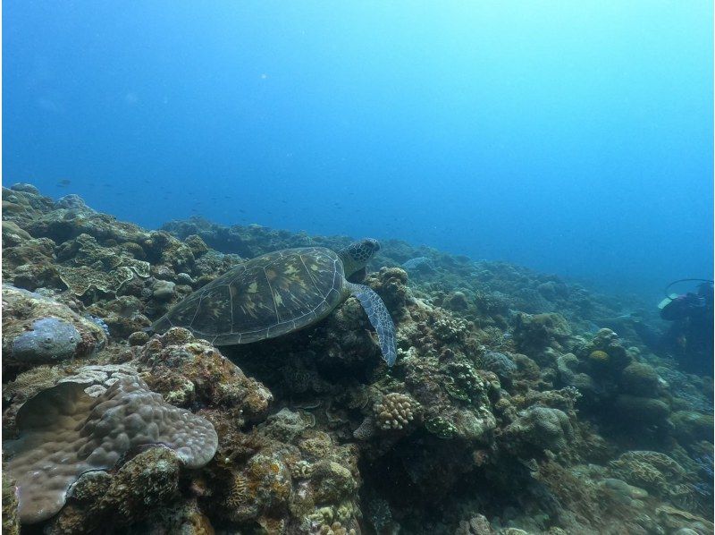 【恋の島　古宇利（こうり島）・今帰仁（なきじん）】ボート体験ダイビング（２ダイブ）　写真動画撮影プレゼントの紹介画像