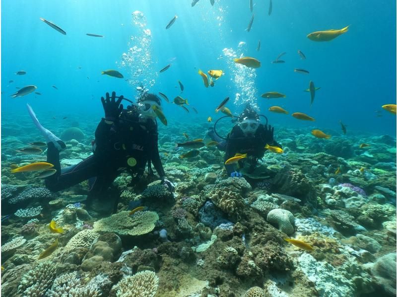 【恋の島　古宇利（こうり島）・今帰仁（なきじん）】ボート体験ダイビング（２ダイブ）　写真動画撮影プレゼントの紹介画像