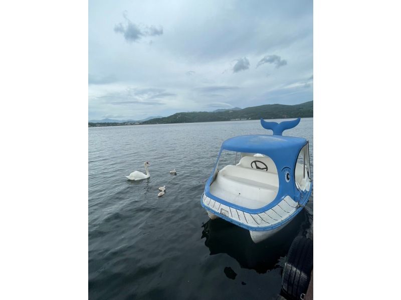 SALE! [Photos included] Swan boats and their friends on the waterの紹介画像