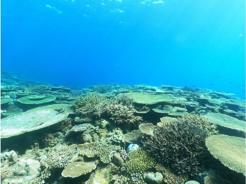 SALE！【沖繩本島、今帰仁・古宇利島】ボート体験ダイビング（２ダイブ）　写真動画撮影プレゼントの紹介画像