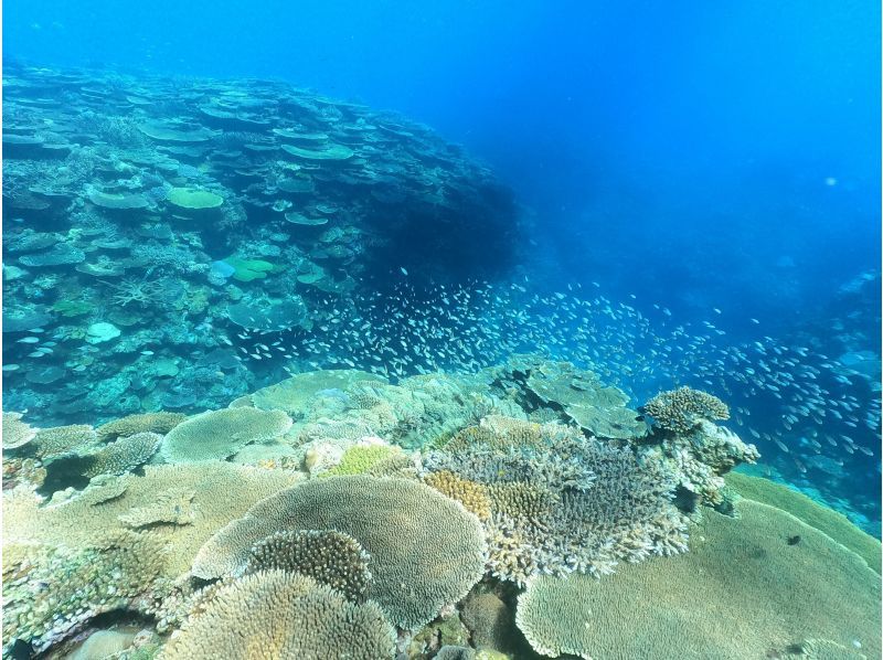 SALE！【沖繩本島、今帰仁・古宇利島】ボート体験ダイビング（２ダイブ）　写真動画撮影プレゼントの紹介画像