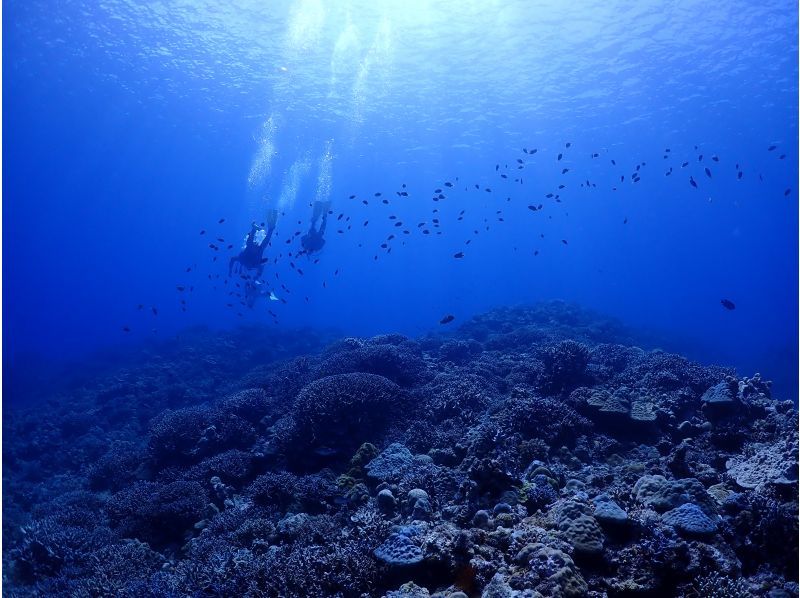 [Love Island Kouri Island/Nakijin] Boat Fun Diving (2 dives) Photo and video shoot as a giftの紹介画像