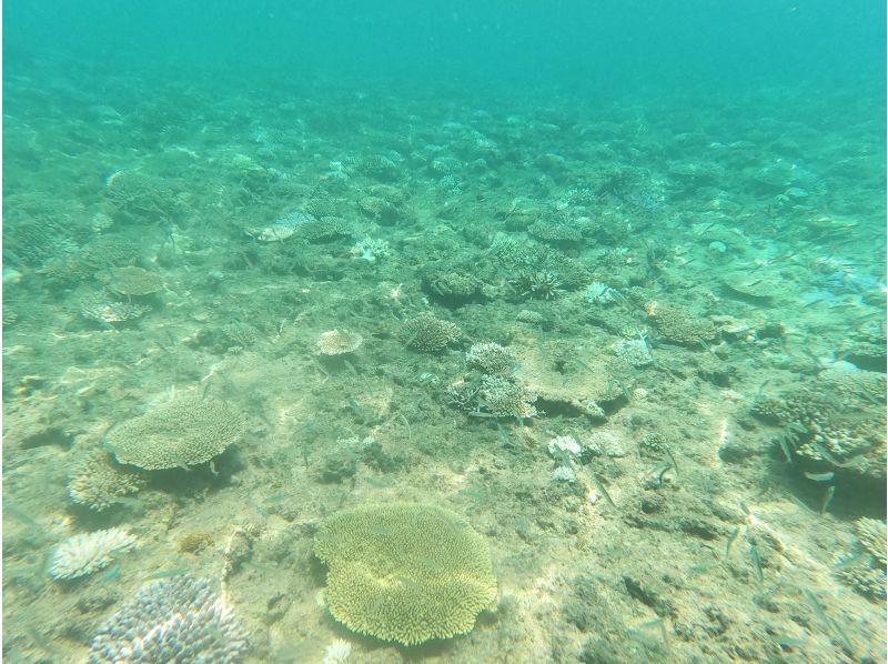 【恋の島　古宇利（こうり島）・今帰仁（なきじん】　ボートスノーケリング（２ラウンド）写真動画撮影プレゼントの紹介画像