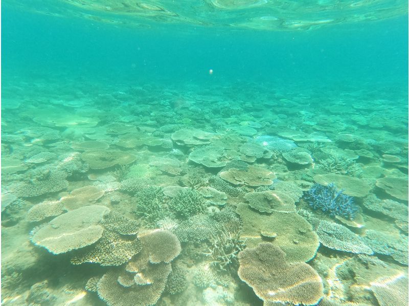 【恋の島　古宇利（こうり島）・今帰仁（なきじん】　ボートスノーケリング（２ラウンド）写真動画撮影プレゼントの紹介画像