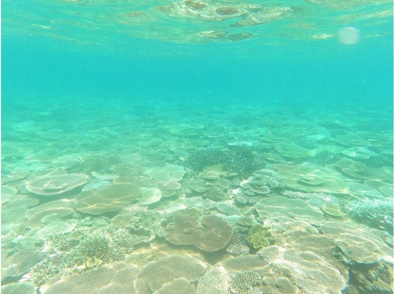 【恋の島　古宇利（こうり島）・今帰仁（なきじん】　ボートスノーケリング（午後１ラウンド）写真動画撮影プレゼントの紹介画像