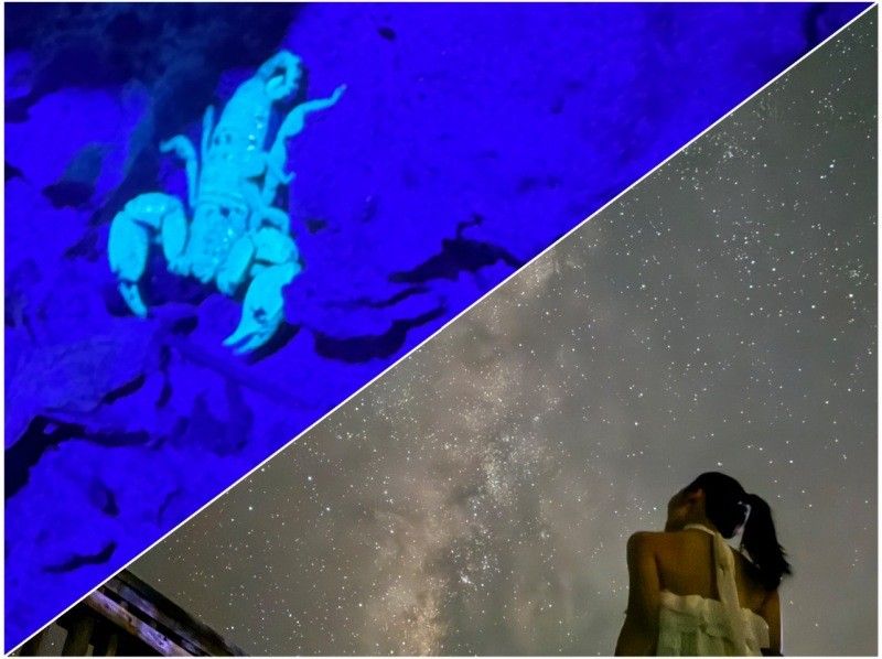 【宮古島・夜定番・星空撮影OK！】《ジャングルナイトツアー！》★ファミリー歓迎！★当日予約OK！の紹介画像