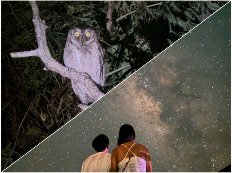 【宮古島・夜定番・星空撮影OK！】《ジャングルナイトツアー！》★ファミリー歓迎！★当日予約OK！の紹介画像