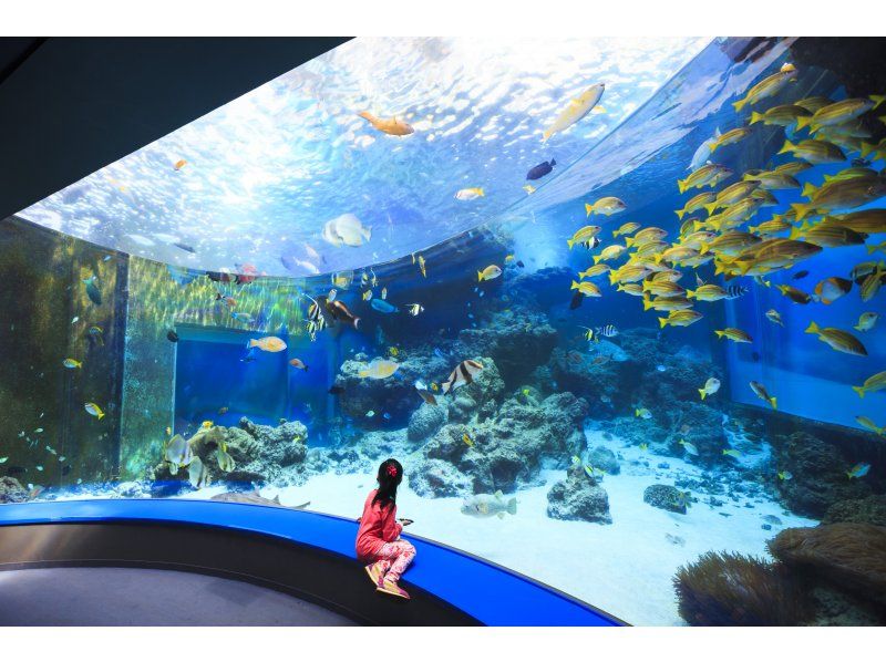 【沖縄本島】那覇発　沖縄美ら海水族館や首里城など人気スポットを巡る　LeaLea1日観光ツアー「美らバス」の紹介画像