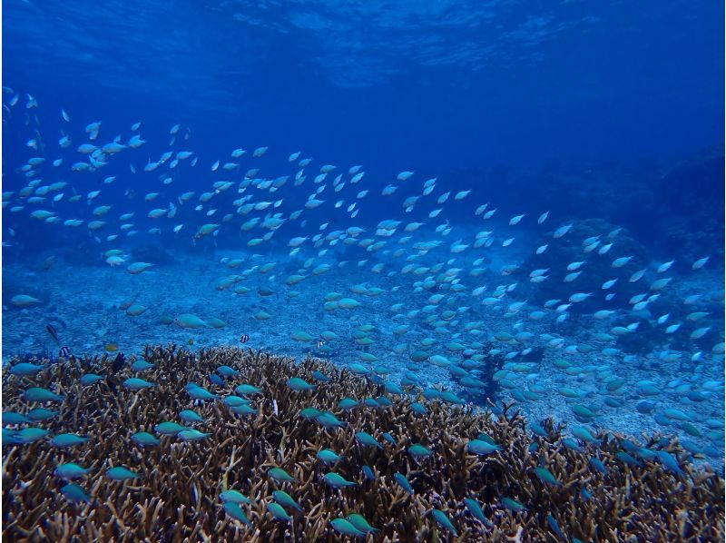 [Okinawa Miyakojima] Up to age 75! Private Coral snorkeling tour!