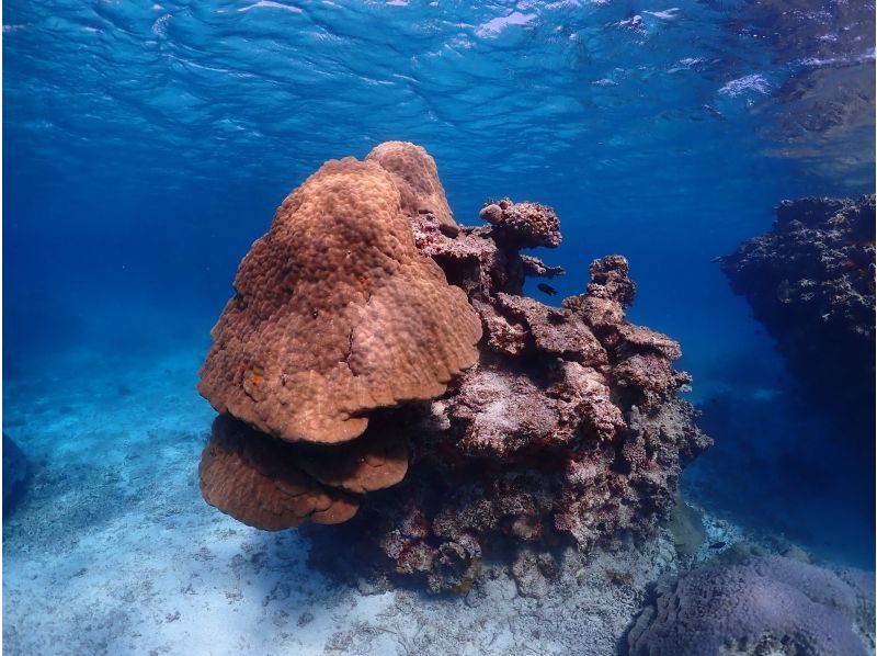 [Miyakojima / Private tour for one group] Up to age 75! Coral snorkeling tour! Private tour plan for peace of mind!の紹介画像