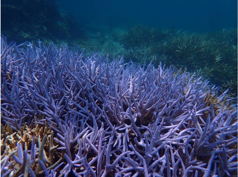 [Okinawa Miyakojima] Up to age 75! Private Coral snorkeling tour!