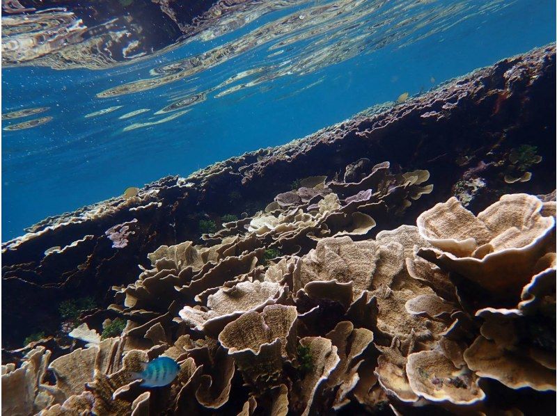 [Okinawa Miyakojima] Up to age 75! Private Coral snorkeling tour!