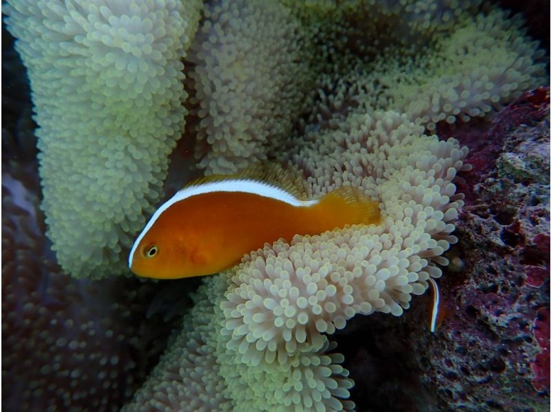 [Okinawa Miyakojima] Up to age 75! Private Coral snorkeling tour!