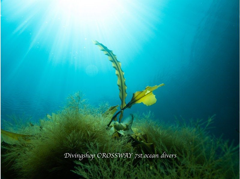 [Hokkaido, Shakotan] Experience diving in the blue sea world of Shakotan!の紹介画像