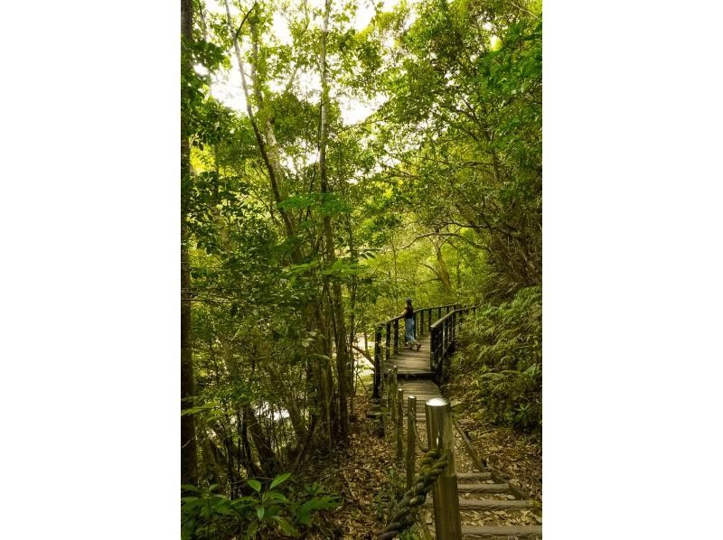 [Yanbaru, Okinawa Prefecture] Enjoy trekking and playing in the river in the great outdoors. Free photography with a single-lens reflex camera. [Nature Adventure]の紹介画像